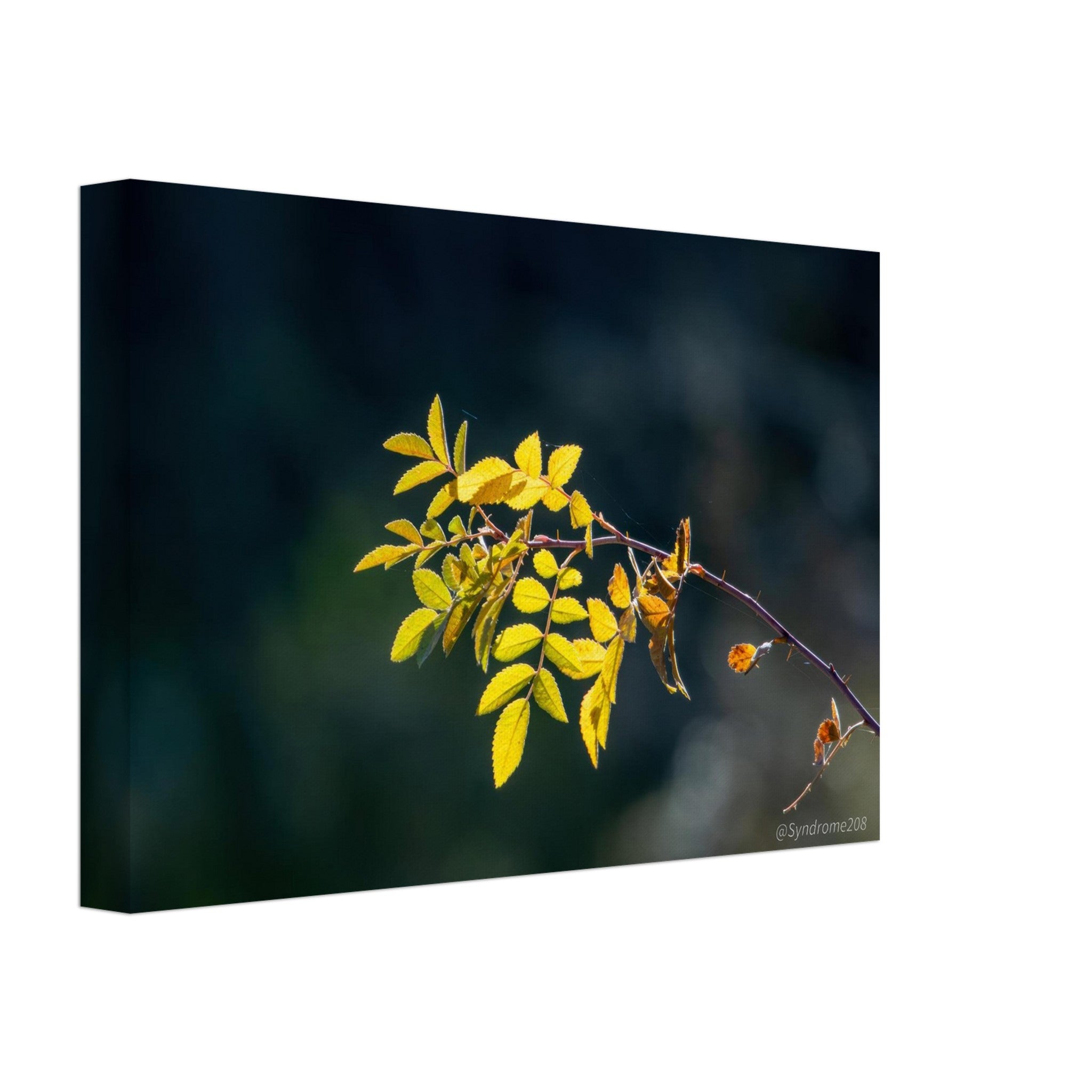 35339e4e-5ec9-4106-9719-b13bffecad1e