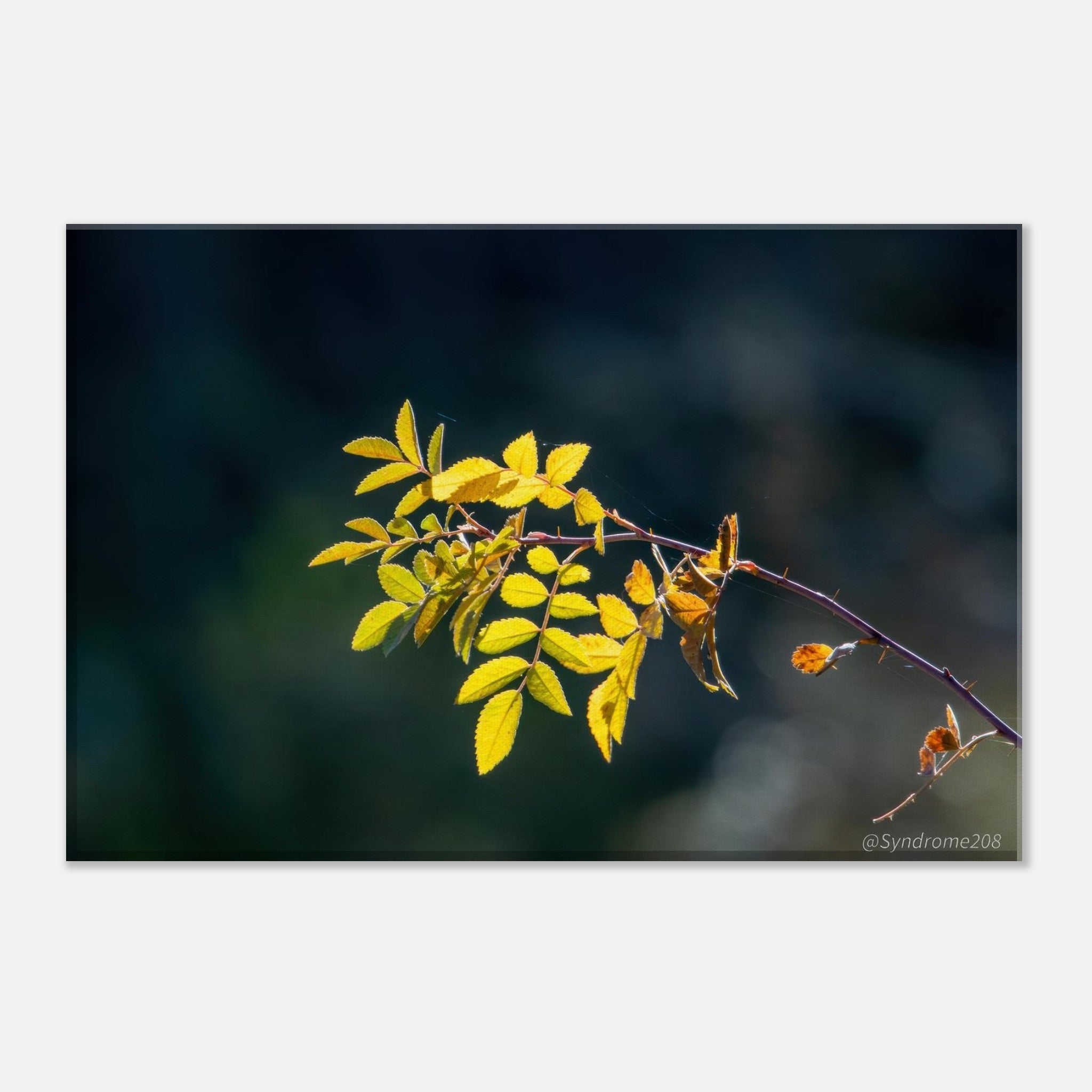 80ac9fab-5d33-4b45-8dae-12b91c3a3790