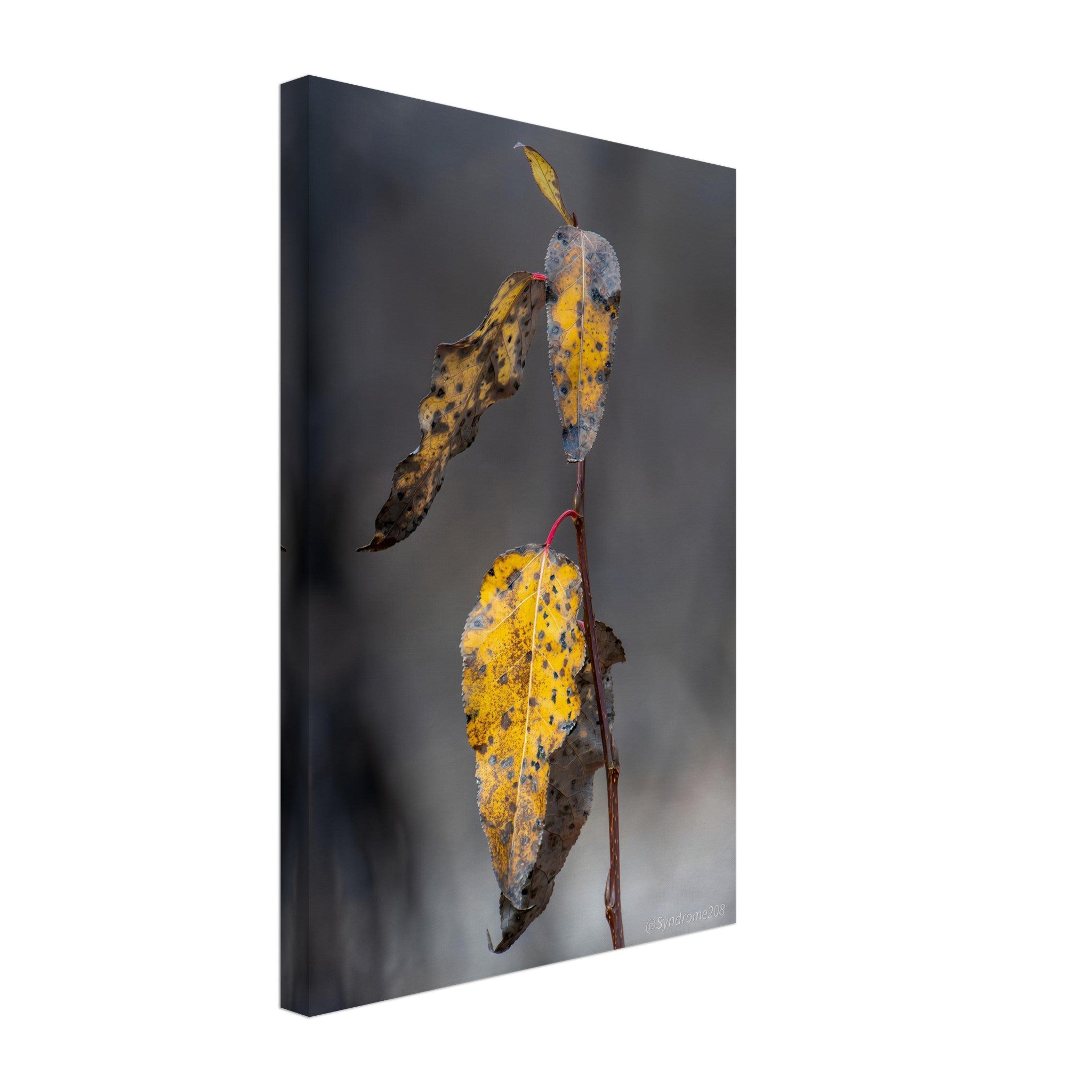 815c6ec6-54a1-437b-b65d-0ba4014f0bdc