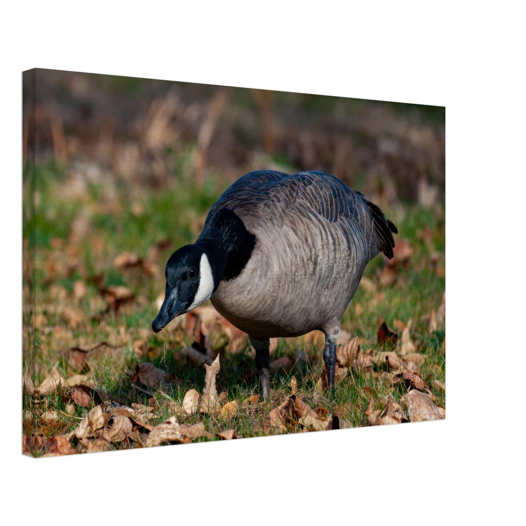 8798fada-420d-4836-acf2-b61ec6f9e752