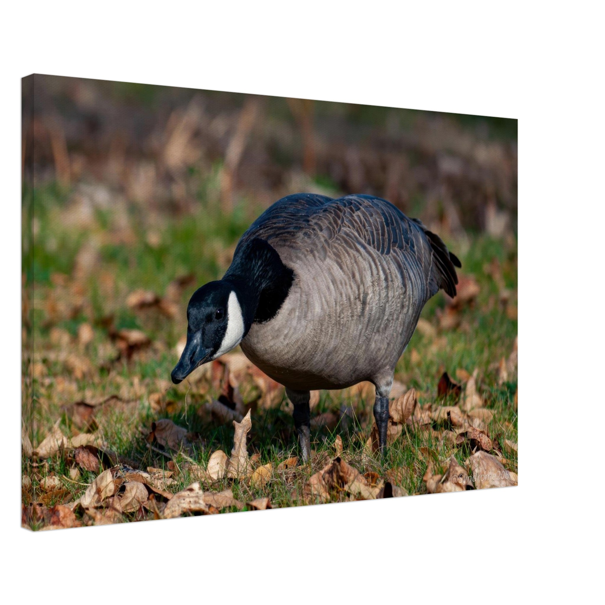 8e56660e-f3d8-470e-a7c2-4e409d0b14b5