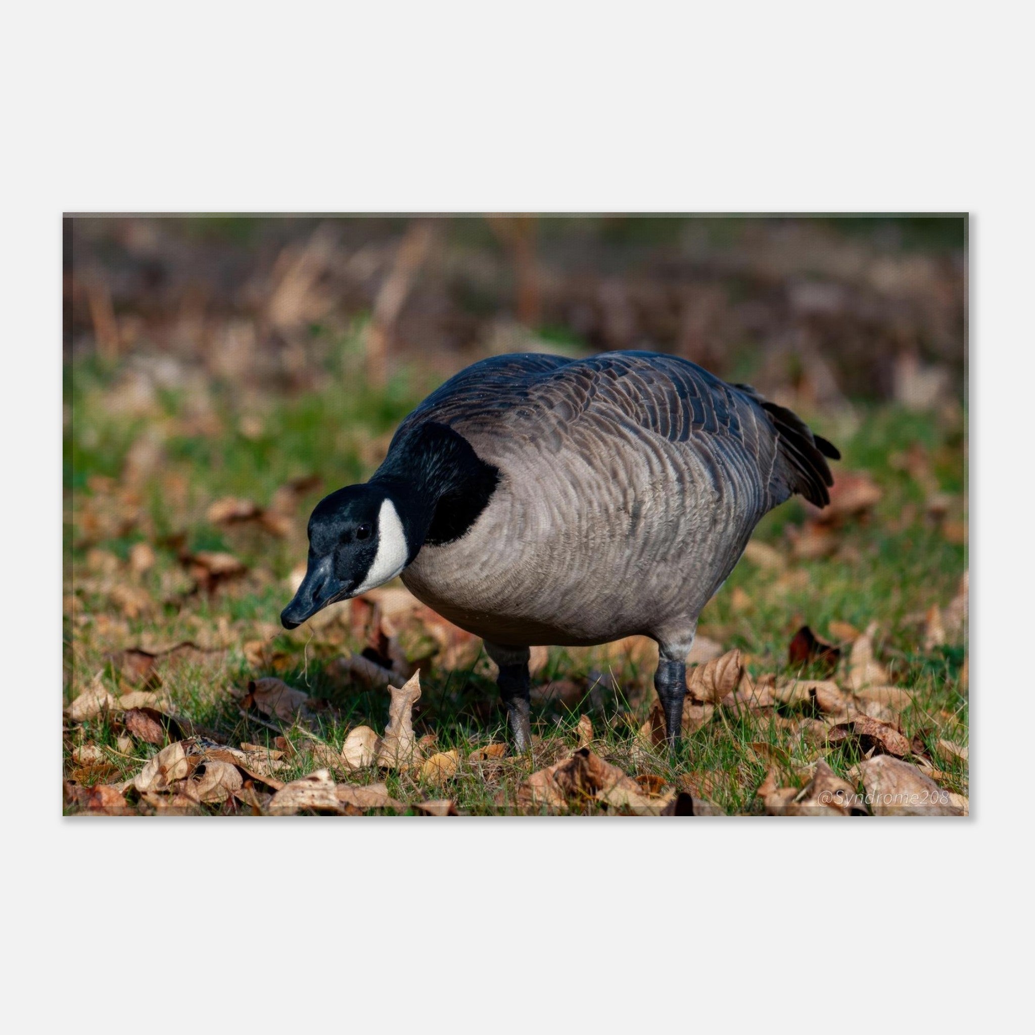 b6d0c3e2-886a-4dff-a936-5554566066db